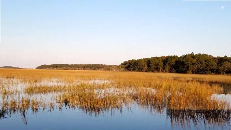 Unique Flora And Fauna In Coastal Environments
