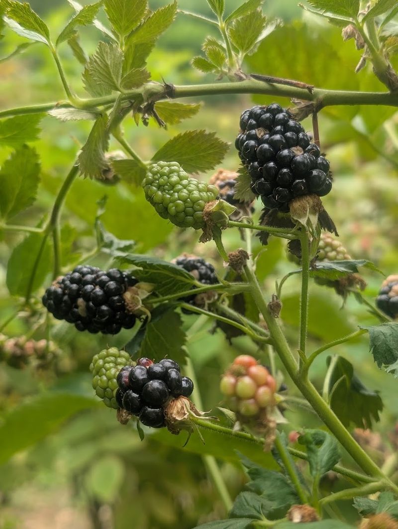Creative Recipes Using Fresh Berries