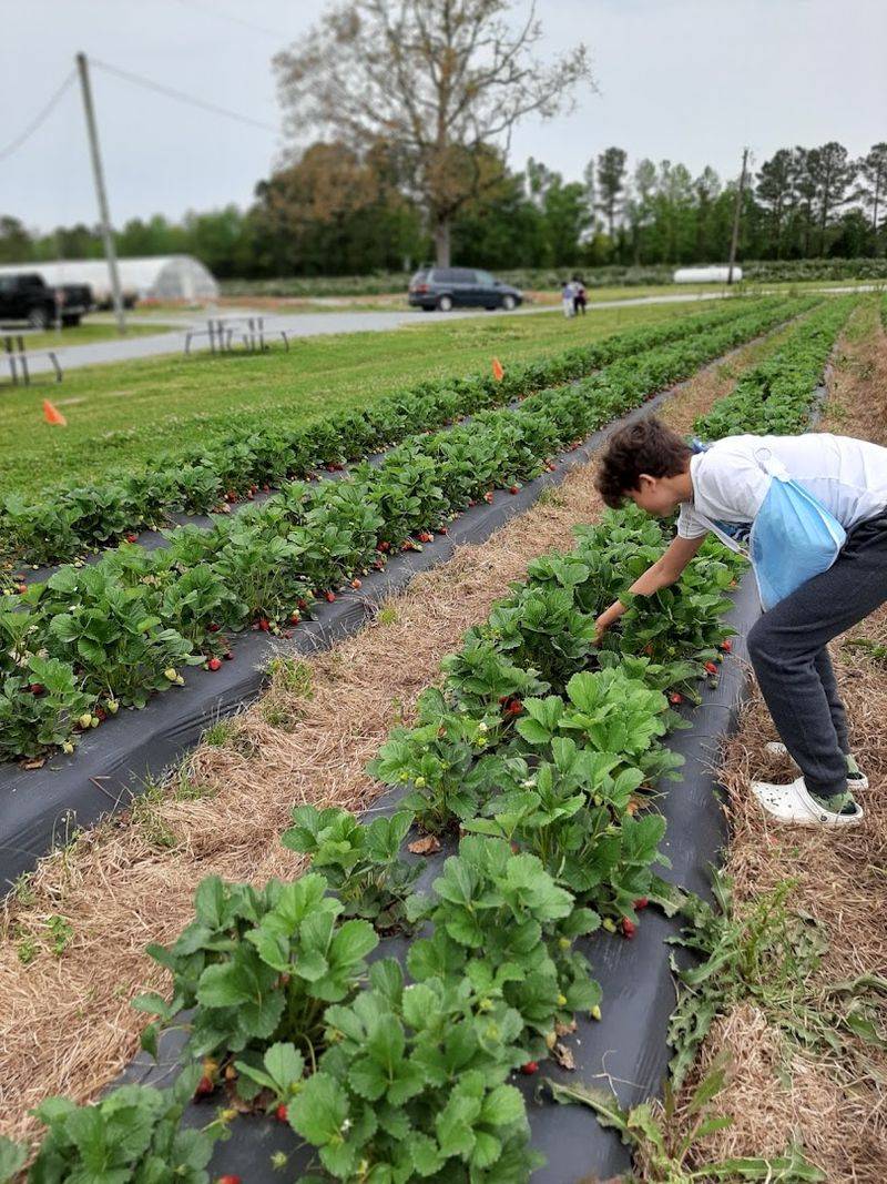 Southside Farms, Chocowinity, North Carolina
