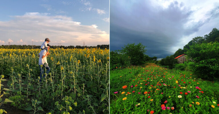 Tennessee Flower Fields That Make The Perfect Summer Road Trip In 2026