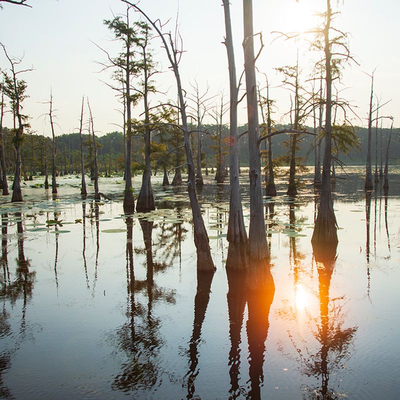 Black Bayou Lake National Wildlife Refuge, Monroe, Louisiana