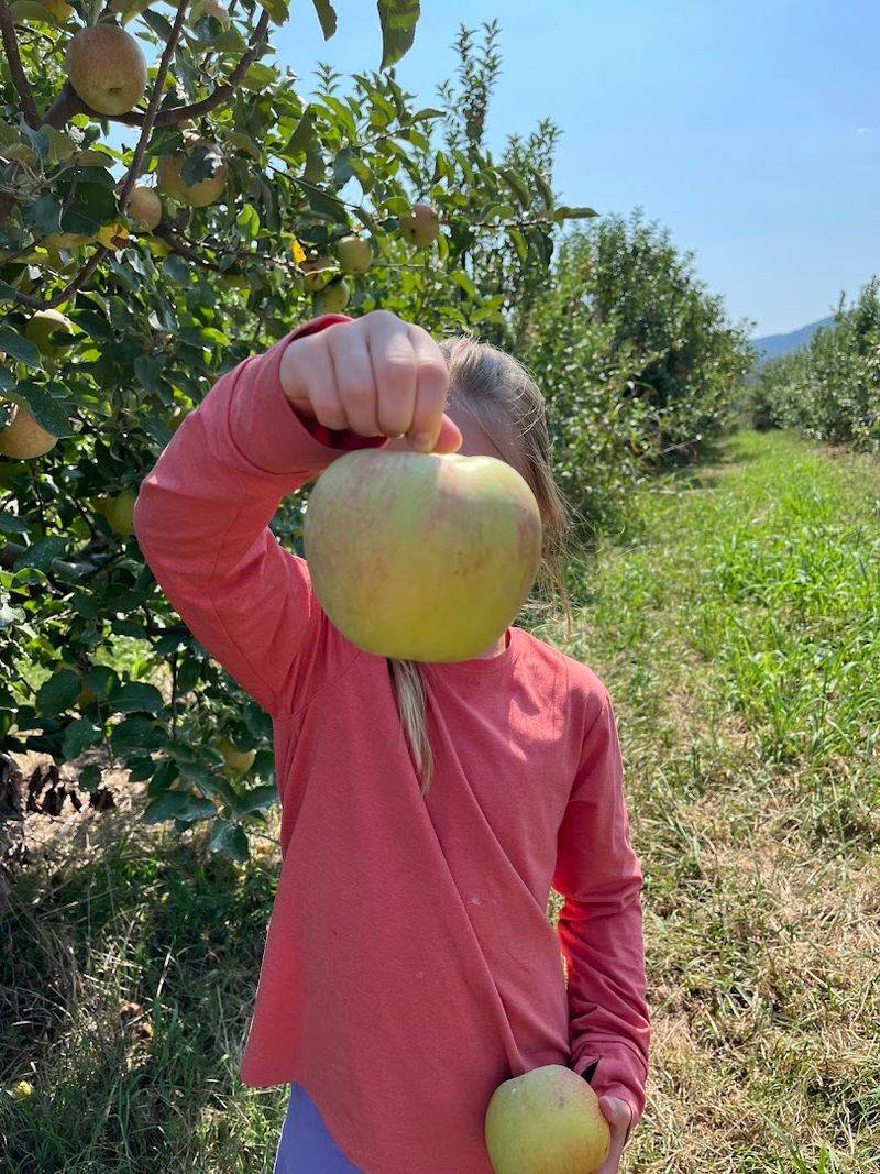 Harvesting The Season's Sweetest Apples