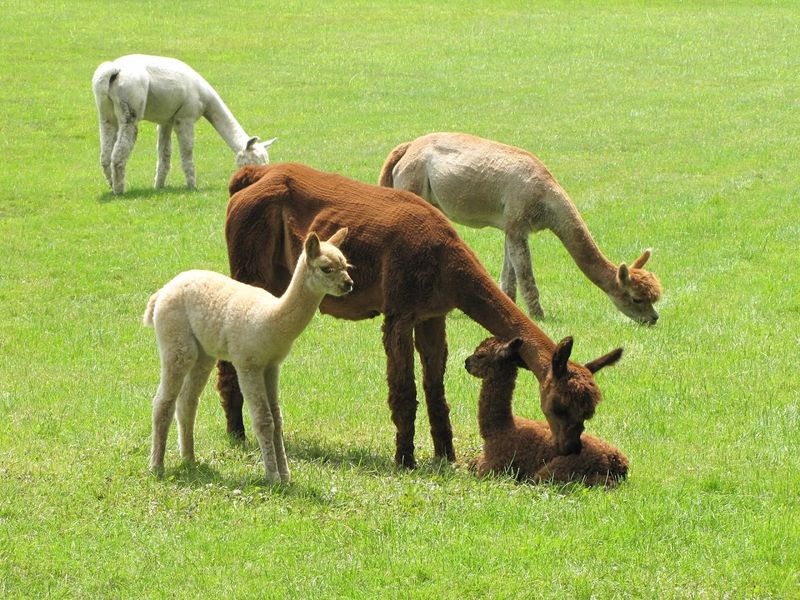 Therapy Alpacas With A Real Purpose