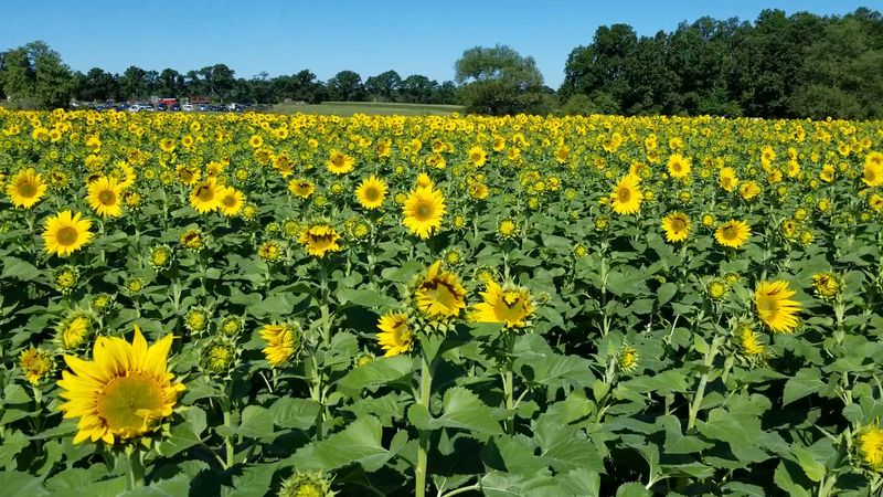 Timing Your Sojourn To The Fields