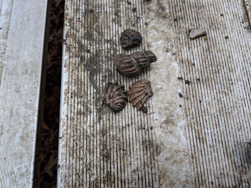 A Fossil-Rich Lagerstatte Revelation