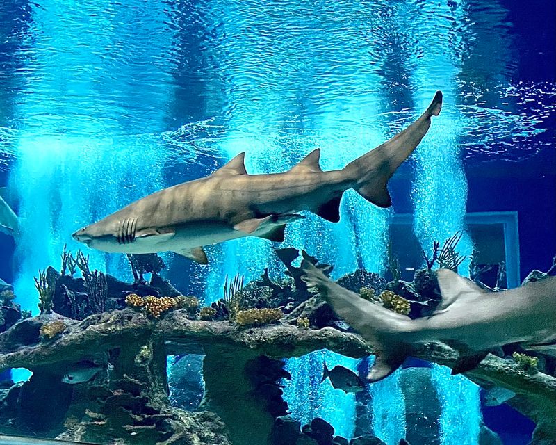 Favorite Exhibits, Brand New Feeling