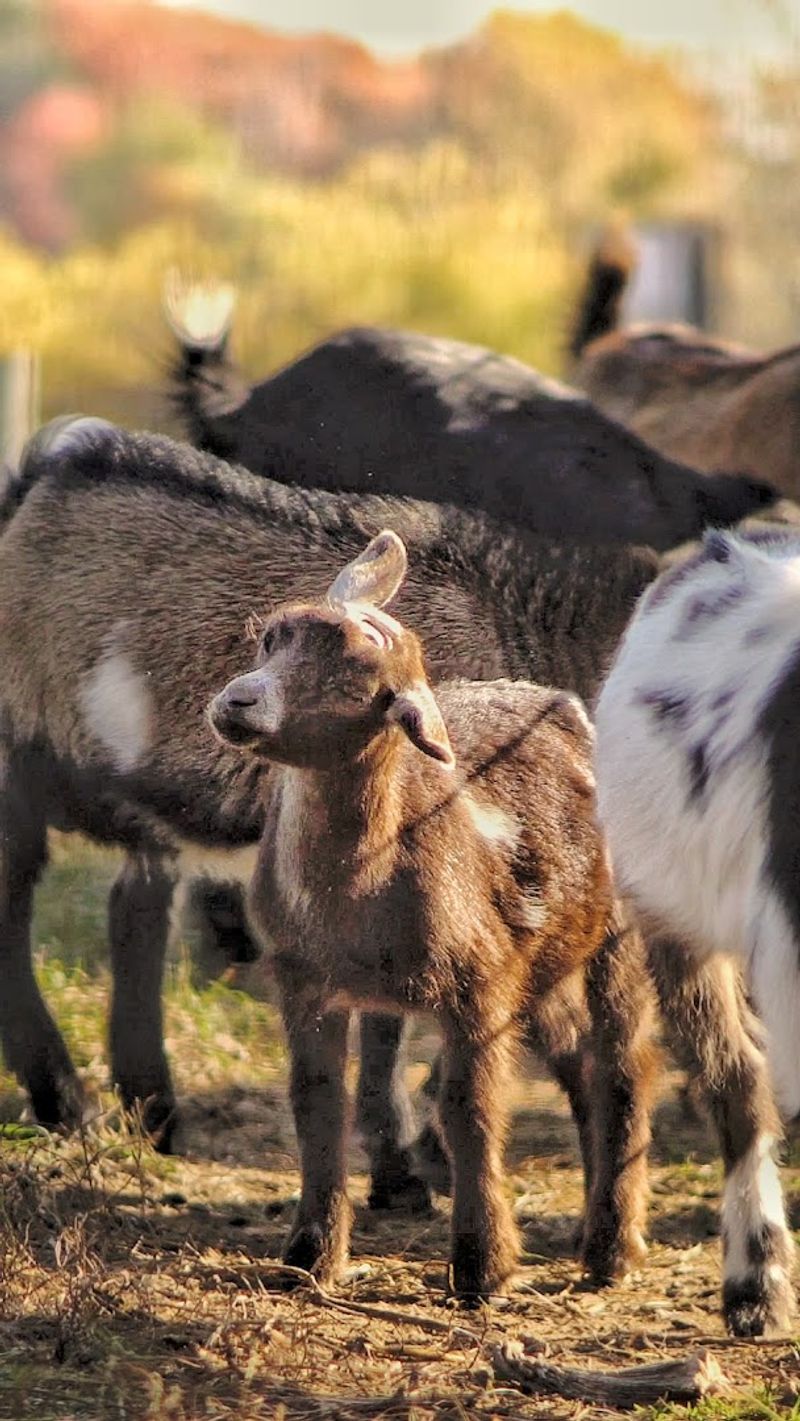 Goats, Rabbits, And Free Animal Time