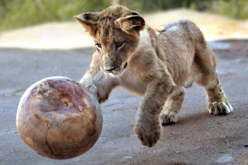 Feast With the Beasts, Dining With a Pride Around You