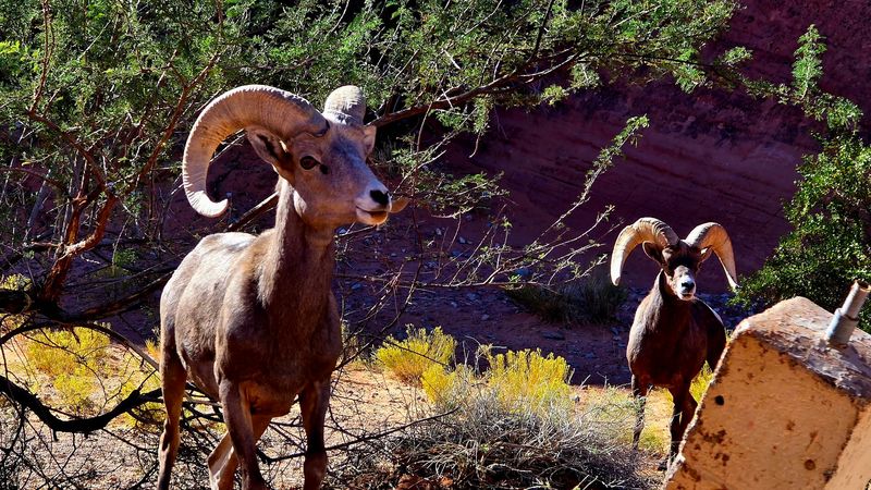 Wildlife That Calls This Desert Home