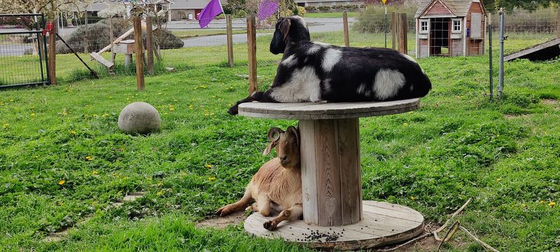 Goats, Chickens, and Farmyard Charm