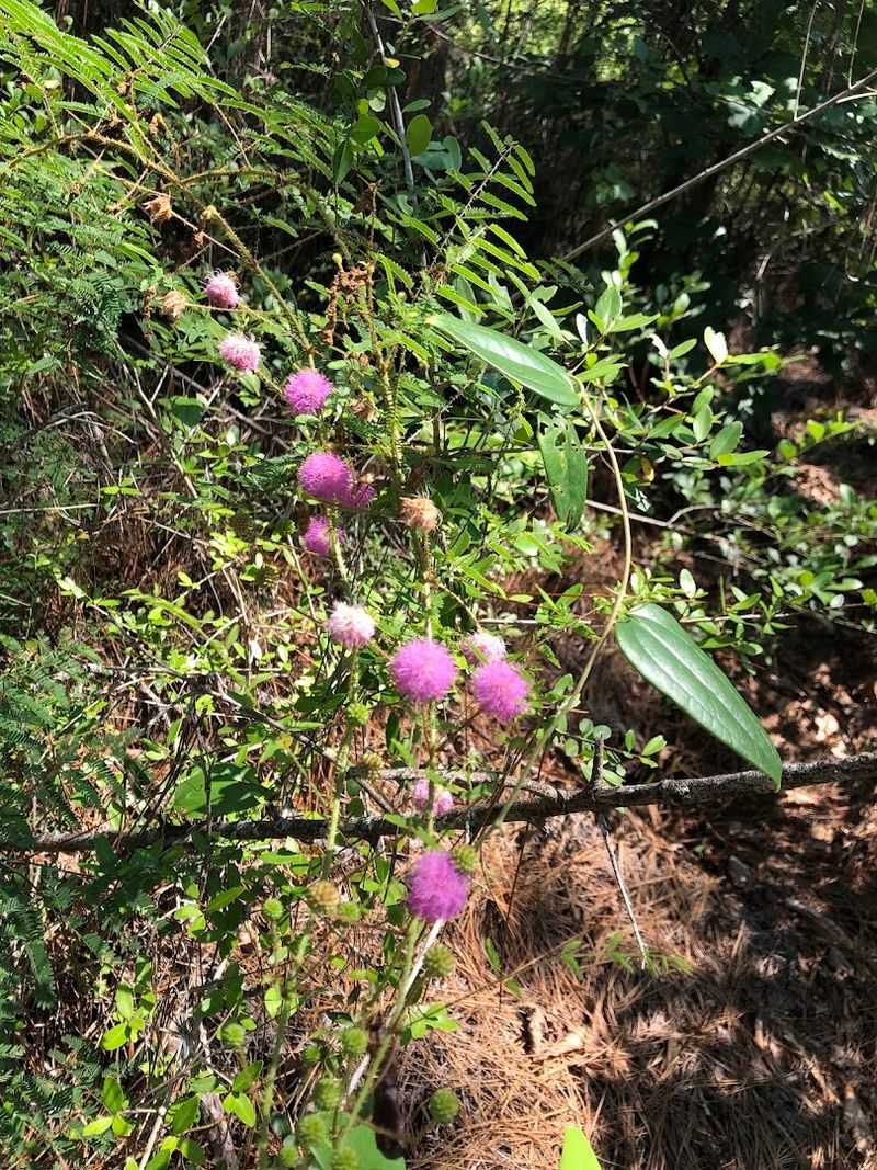 Flora That Puts On A Seasonal Show