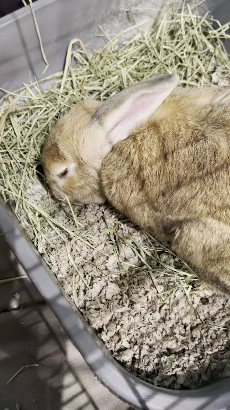 Baron The Bunny Is A Real Resident
