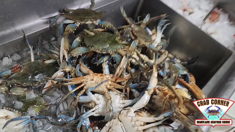 Live Seafood Flown In Daily Sets It Apart