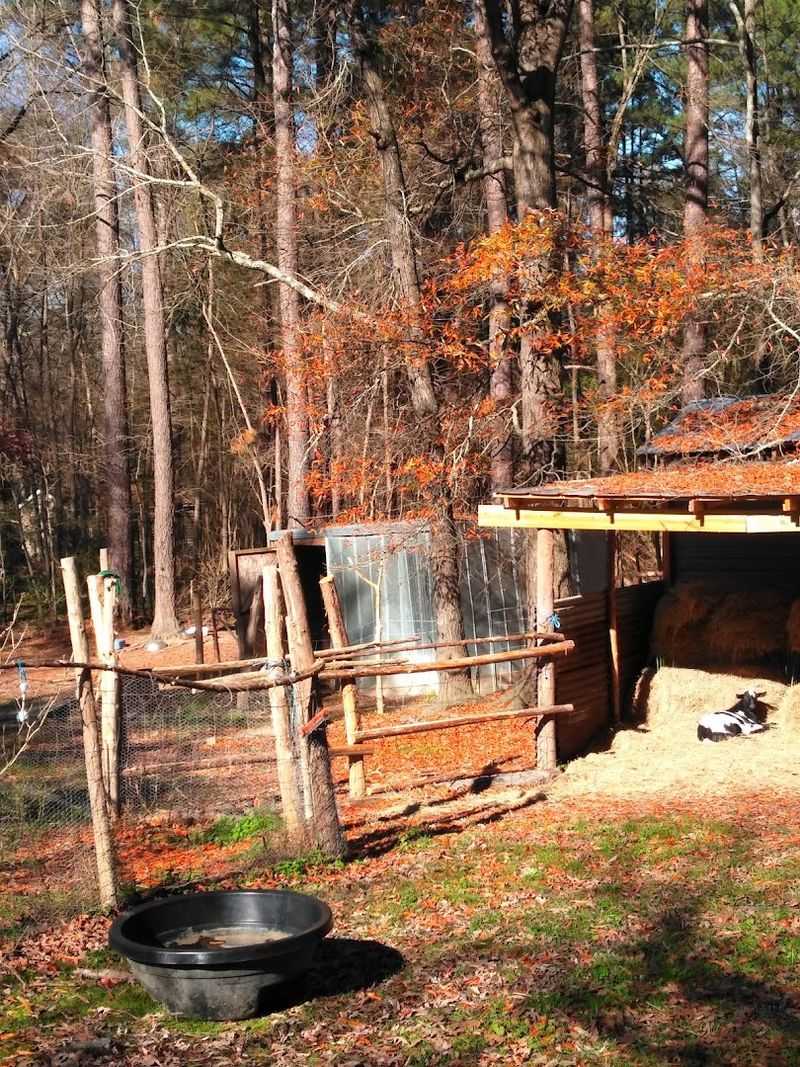 A Three Acre Enclosure Gives Curious Rescues Space To Explore