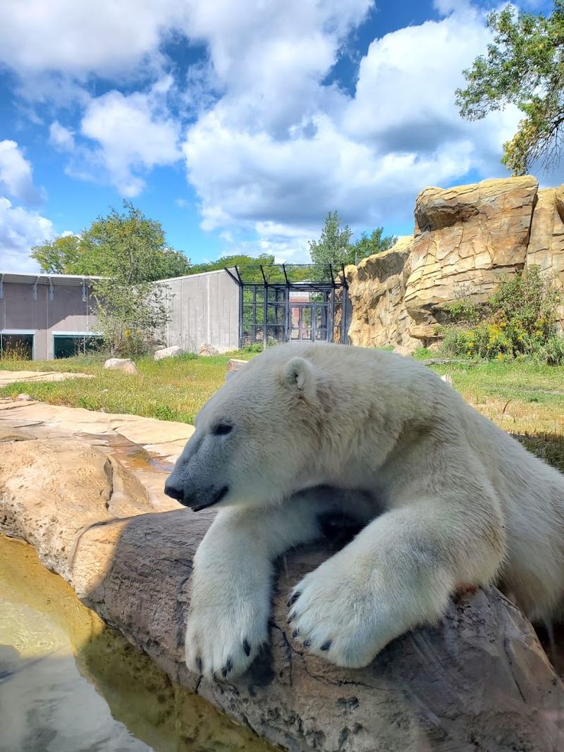 Arctic Passage And Its Must-See Polar Bears