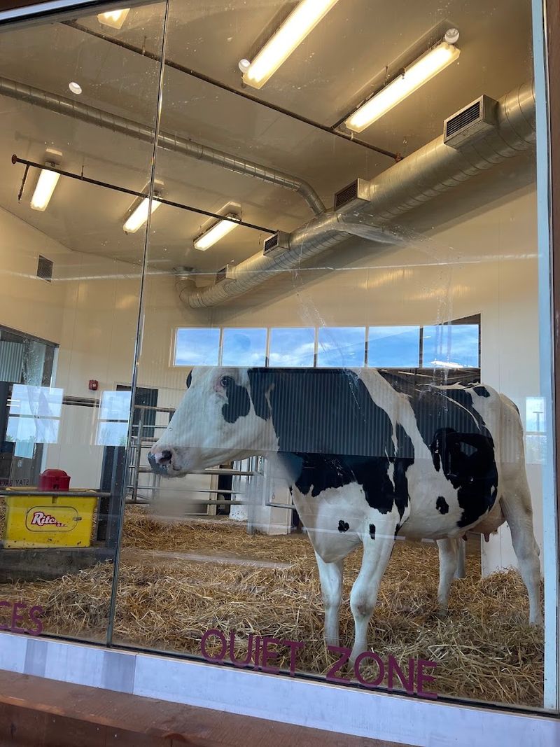 Farm Animal Encounters That Bring The Barnyard To Life