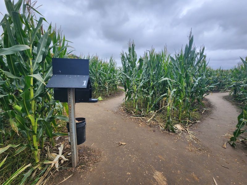The Corn Maze Experience That Actually Challenges You