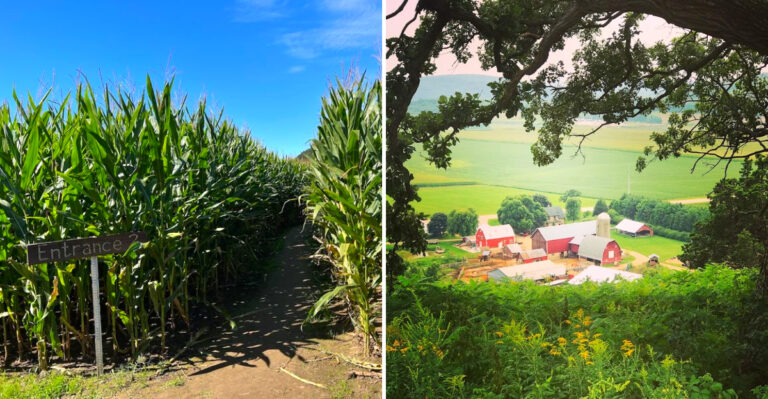 The Corn Maze That Turns A Wisconsin Fall Weekend Into A Puzzle