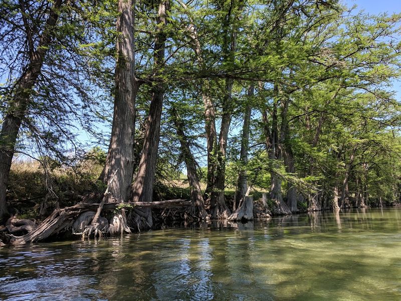 What Makes The Medina River So Remarkably Clear