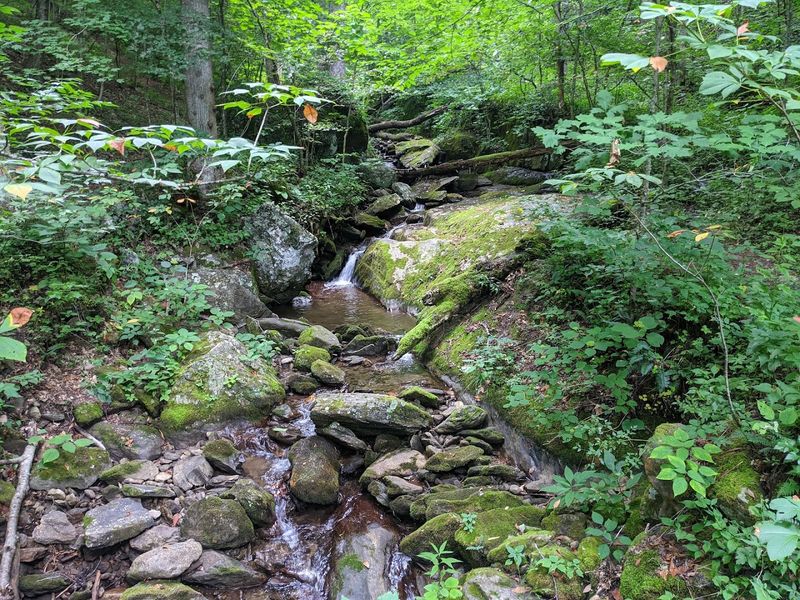 Creek Crossings And Forest Canopy Magic