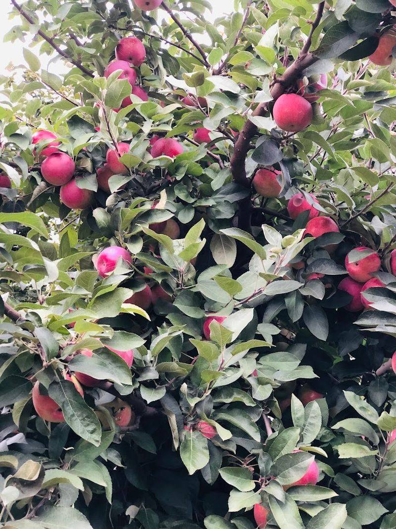 Over 15 Apple Varieties Worth Picking