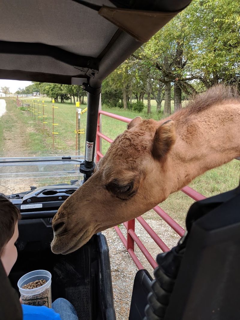 Hop On The Monster Bison Bus For A Closer Look