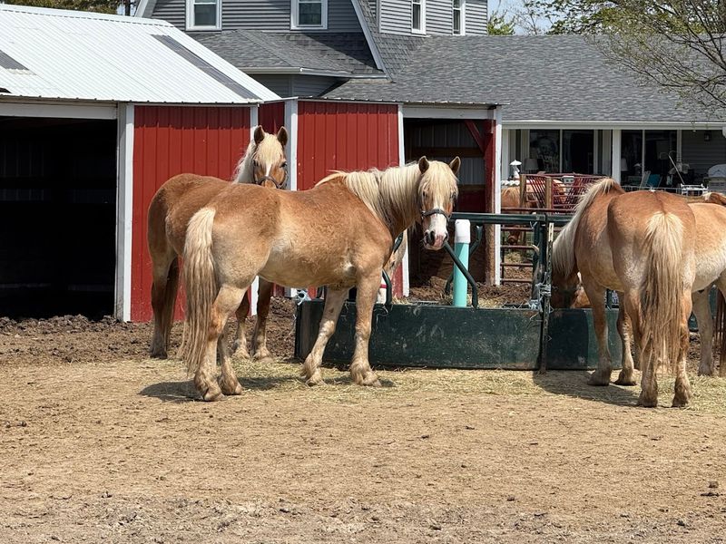 Barnyard Animals And Golden Goat Bridge