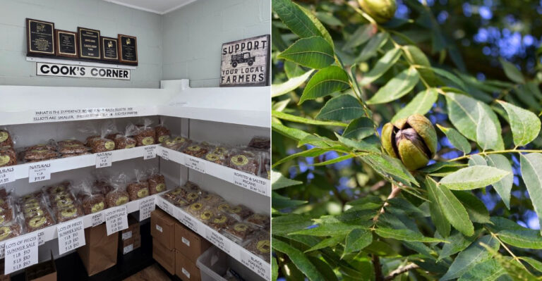 The Family-Run Alabama Farm Lets You Crack And Taste Fresh Pecans Straight From The Source