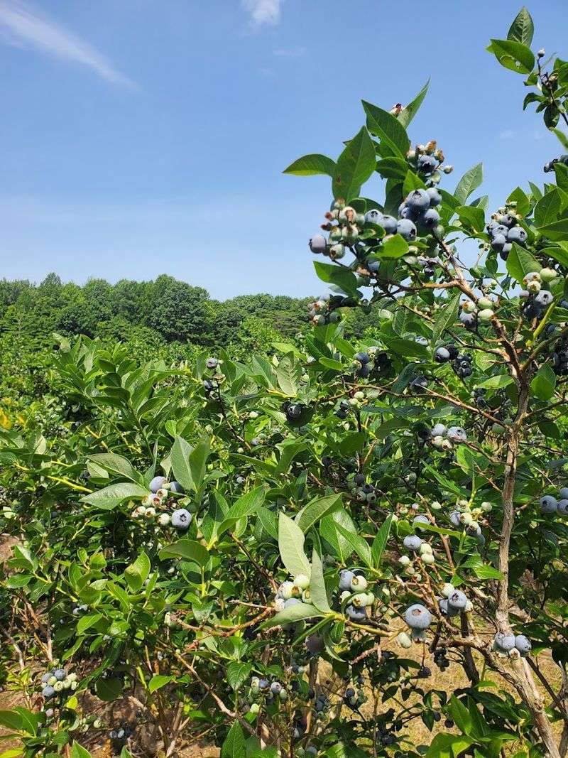 Jams Sauces And Baked Goods Let You Bring The Farm Home