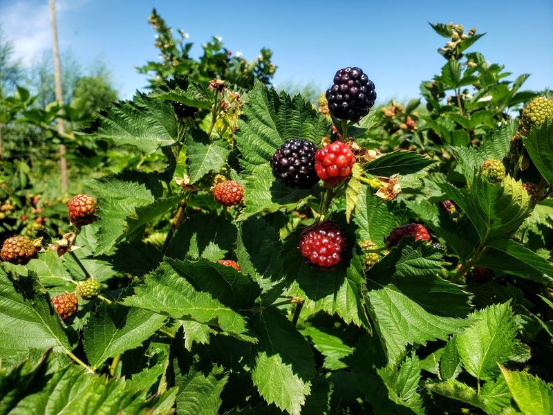 Picking Your Own Is Half The Fun