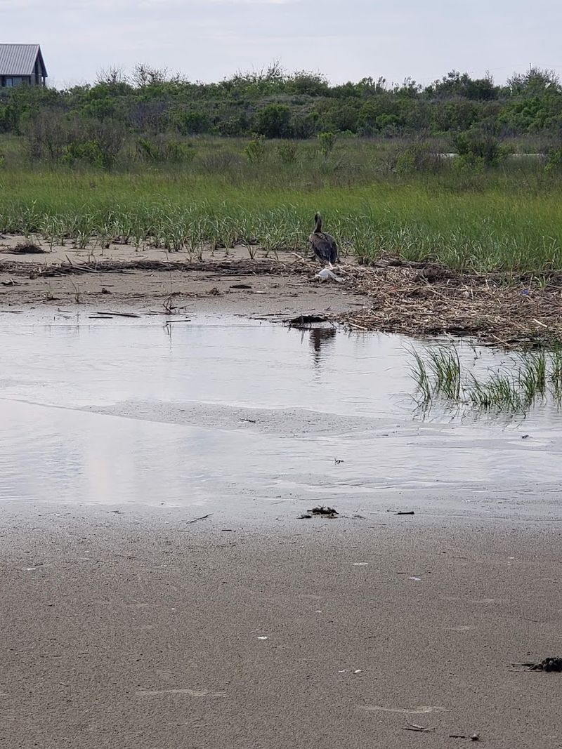 A Birdwatcher's Coastal Paradise