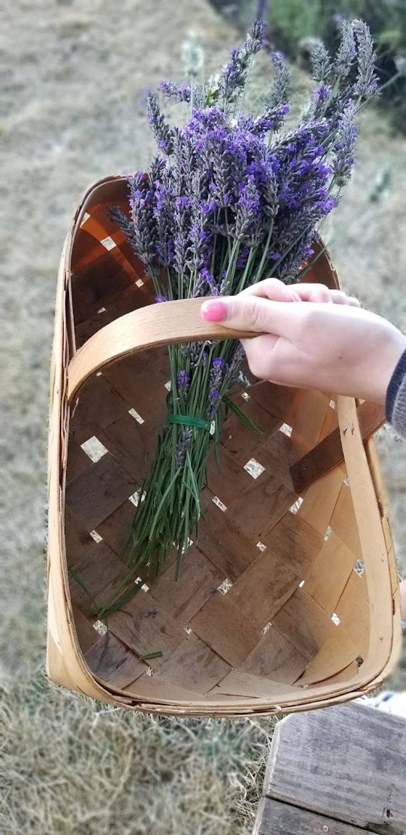 U-Pick Lavender and the Joy of Cutting Your Own Bunch