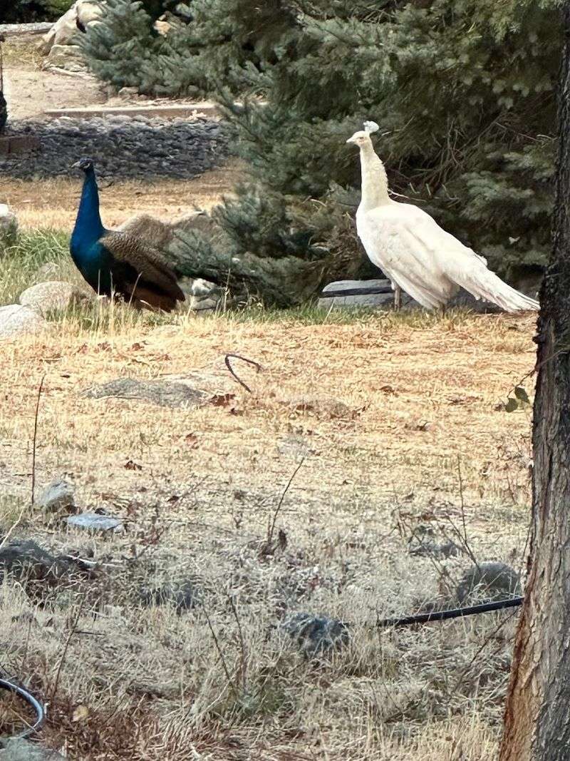 River Fork Ranch Adds Wetlands And Wildlife Just Minutes Away