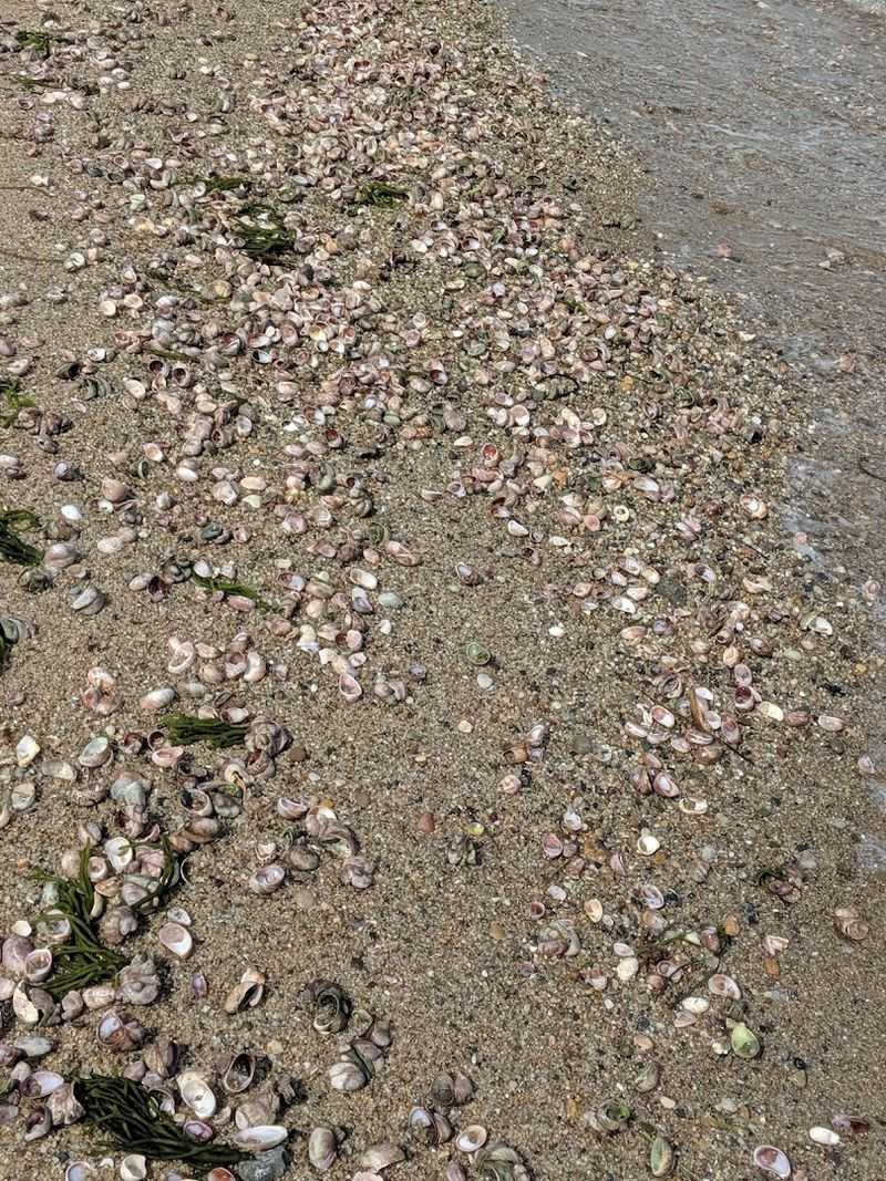 A Shoreline Canvas Of White And Shell
