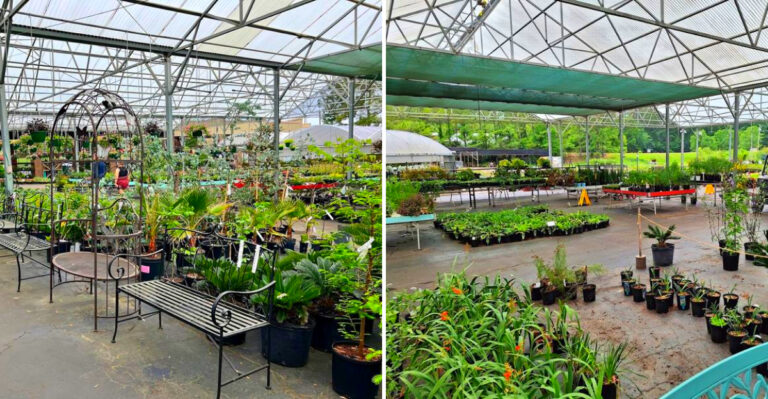 The Giant Garden Center In Mississippi Where You Can Fill A Cart With Plants For $45