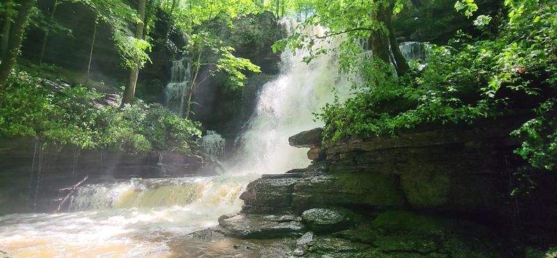 Wildflowers, Ferns, And The Living Forest