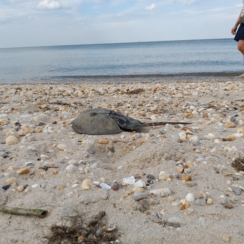Horseshoe Crab Migration Patterns Along The Shoreline