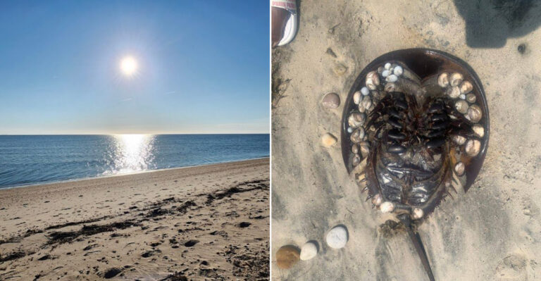 The Hidden Delaware Bay Beach Where Horseshoe Crabs Continue Their Ancient Shoreline Ritual