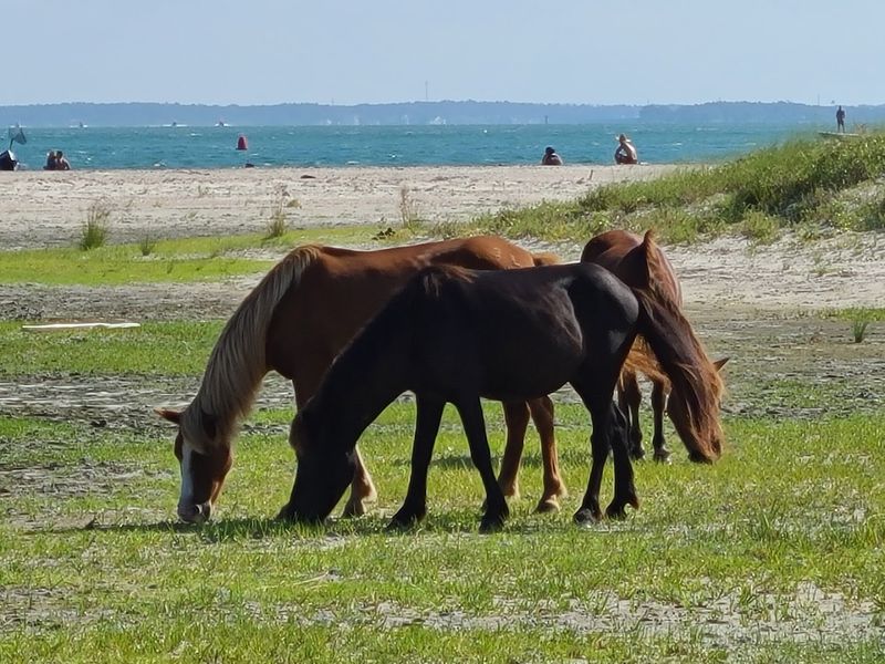Wild Horses That Roam Free