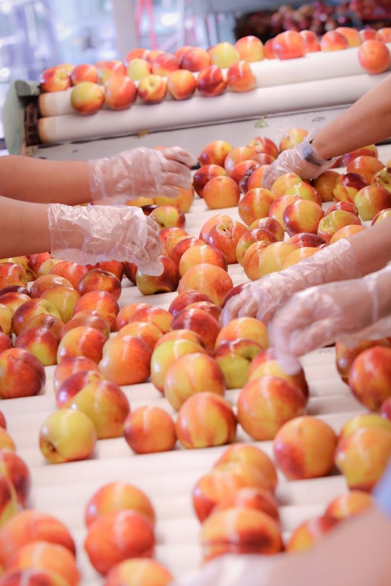 Fresh Peach Season Makes The Summer Drive Especially Rewarding