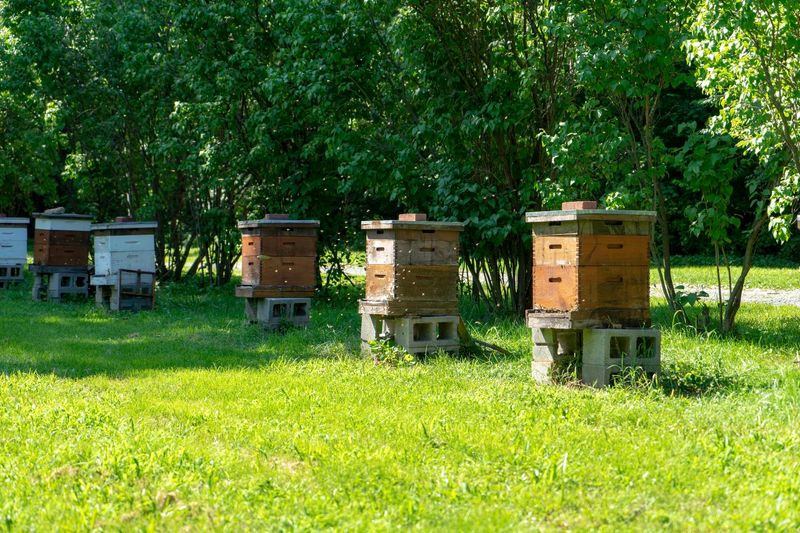 A Legacy Built On Beeswax And Dedication