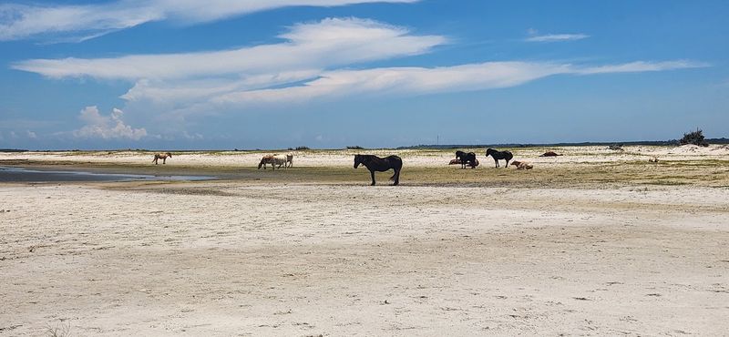 Wild Horses Of Shackleford Banks