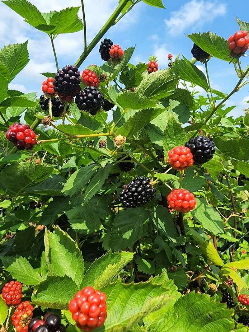 U-Pick Berries Worth Every Bite