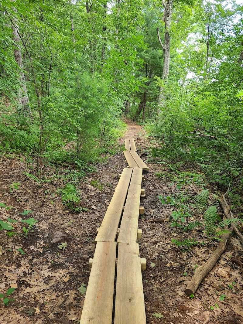 Pathways Through Woodland And Wetland