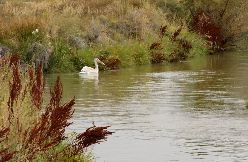 Birdwatching Tips That Will Elevate Your Time Here