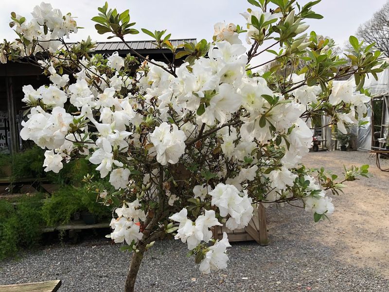 History Of Bonsai Cultivation Techniques