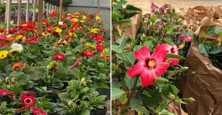 The Largest Bonsai Nursery In America Is Hidden Inside This Massive Mississippi Greenhouse