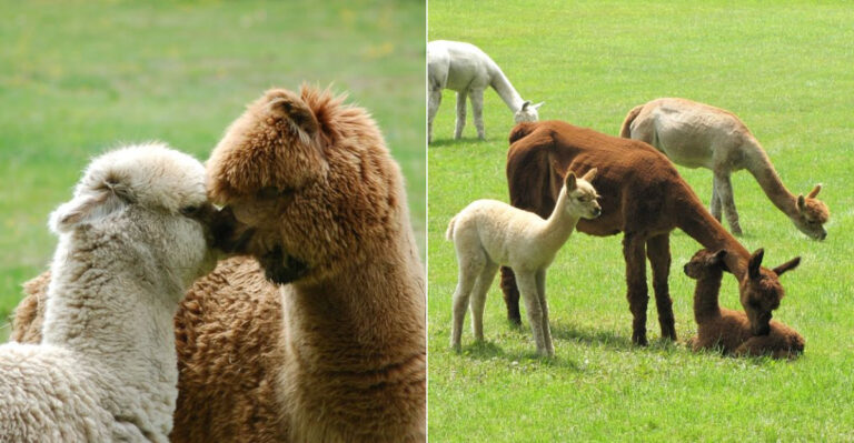The Massachusetts Alpaca Farm Where Kids Can Feed And Pet Alpacas Up Close