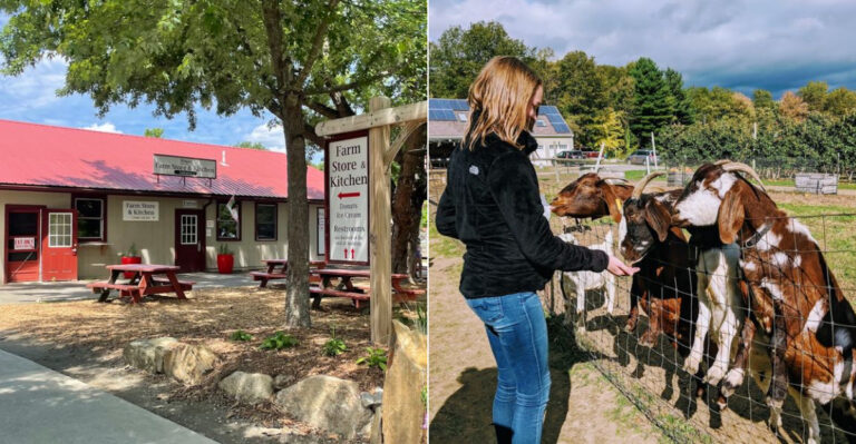 The Massachusetts Farm That Packs Apples, Pastries, Ice Cream, And A Petting Zoo Into One Stop