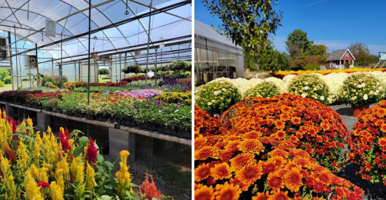 The Massive Tennessee Garden Center Where Your Plant Budget Goes Surprisingly Far